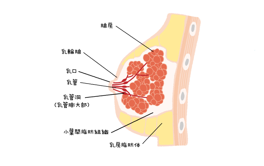 母乳産生のメカニズム