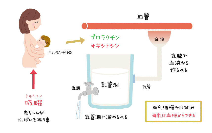 母乳産生のメカニズム