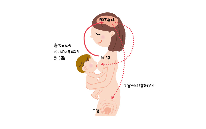 母乳哺育の重要性 ベビースマイル 赤ちゃんの健康情報