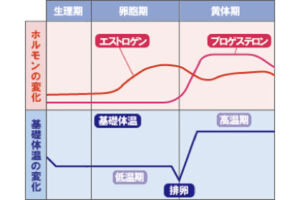 プロゲステロン・黄体ホルモン