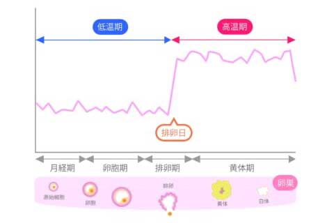 基礎体温グラフ