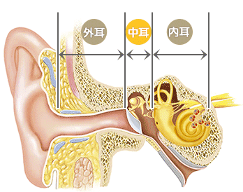 耳の構造